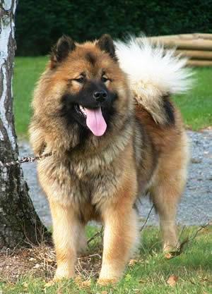 Eurasier female