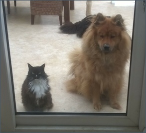 Eurasier with cats
