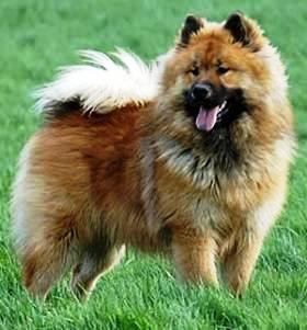 Eurasier male