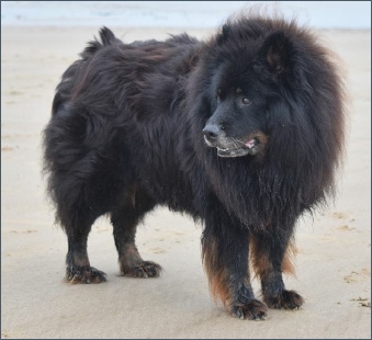 Eurasier Mum and pup