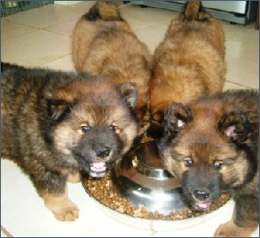 Eurasier puppies