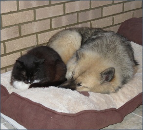 Eurasier with cat